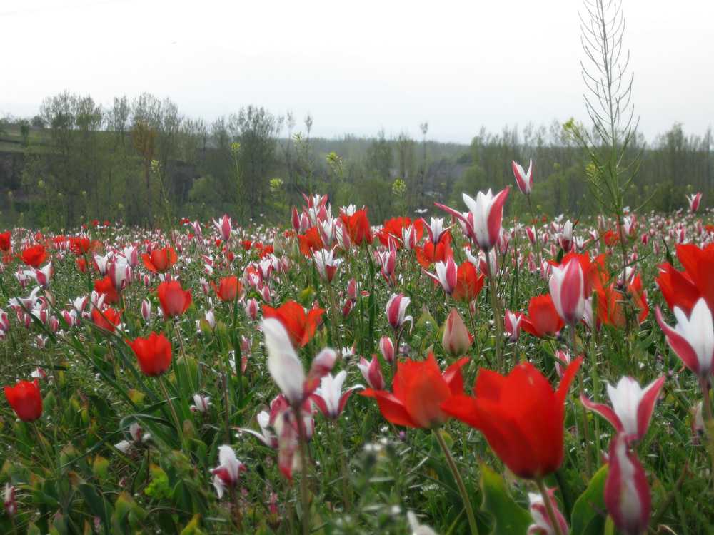 Tulip Festival